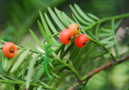 紅豆杉