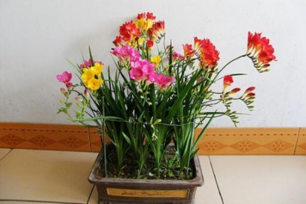 這種“花”芳香四溢，家里有盆“它”，滿屋香噴噴！