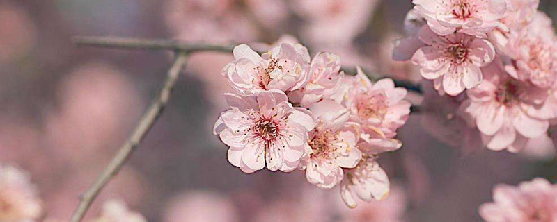 梅花怎么種植和養(yǎng)護，怎么繁殖