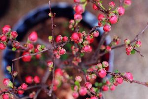 過年逛“花市”，這“3種”花要避開，買回家根本養(yǎng)不活！