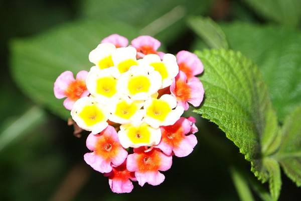 花卉顏色居然對(duì)風(fēng)水也有影響