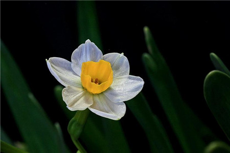 家里養(yǎng)水仙花需要注意什么