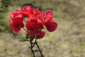 “三角梅”冬天這么養(yǎng)，零下也能冒“花苞”，花開滿盆都羨慕！