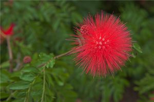 朱纓花的花語(yǔ)和象征代表意義