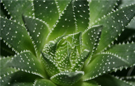 看溫太醫(yī)推薦何種花卉