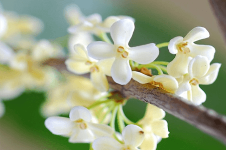 桂花的養(yǎng)殖方法