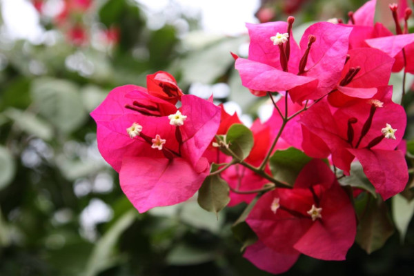 家里“三角梅”開(kāi)花不旺盛，巧用這幾個(gè)小方法，花朵呼呼長(zhǎng)不停！