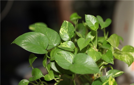 凈化室內(nèi)空氣需要綠色植物