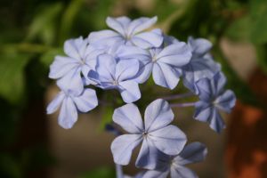 藍(lán)花丹的花語及傳說