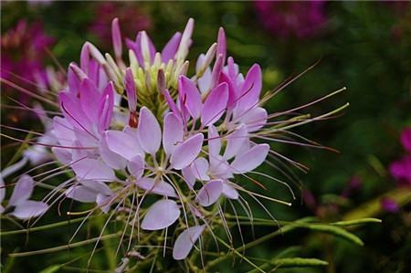 醉蝶花什么時候開花