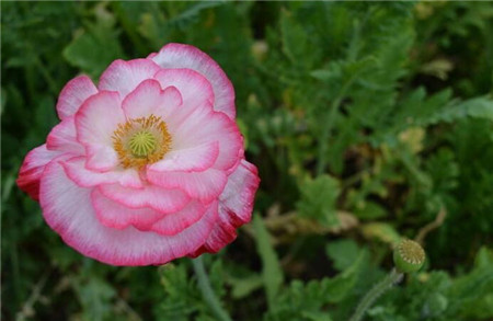 花菱草有毒嗎能家養(yǎng)嗎