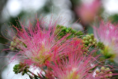 合歡花的花語