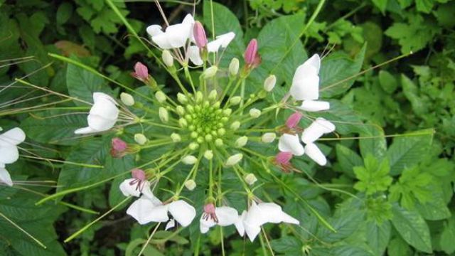 醉蝶花的花語是什么