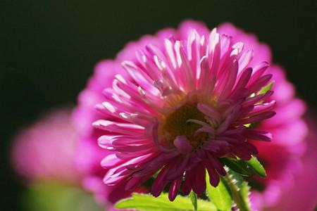 翠菊的花色花語(yǔ)