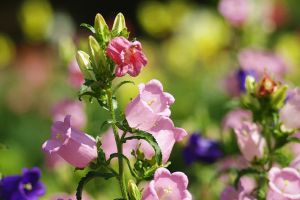 風(fēng)鈴草的花語(yǔ)及傳說(shuō)