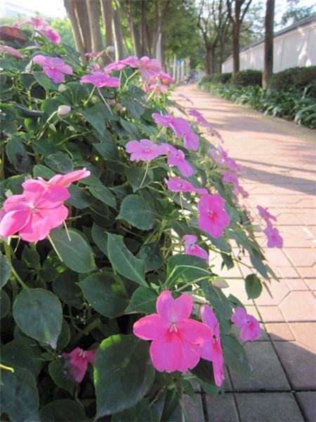 鳳仙花還可以吃