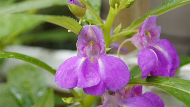 鳳仙花的花語及傳說