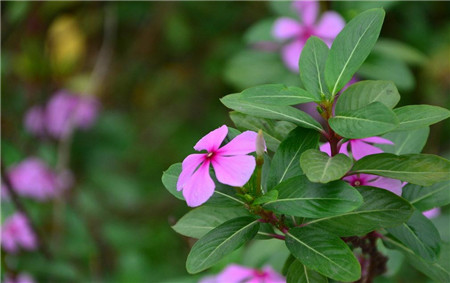 長(zhǎng)春花的花語(yǔ)