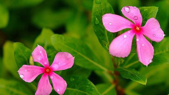 長(zhǎng)春花的花語(yǔ)及傳說(shuō)