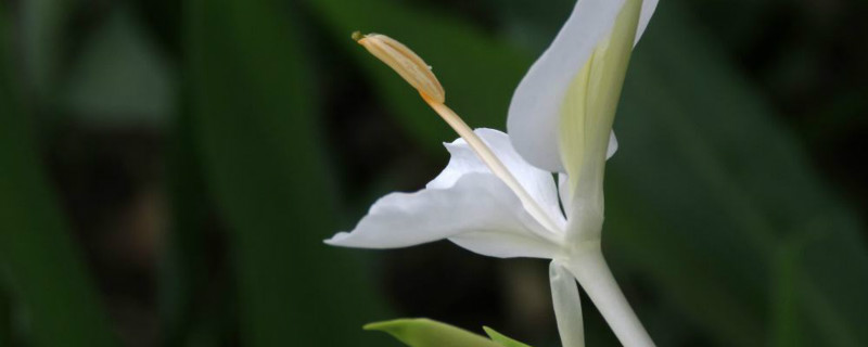 姜花適合在家庭養(yǎng)殖嗎，什么時候開花