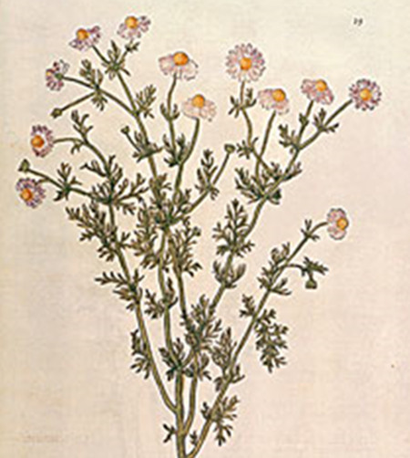 開(kāi)花矢車(chē)菊