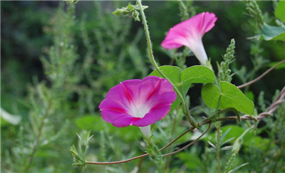 夕顏花的花語(yǔ)