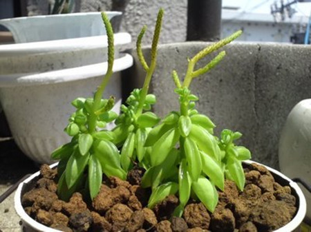 斧葉椒草還可吸收輻射