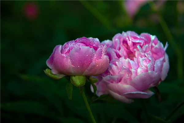 芍藥功效與作用