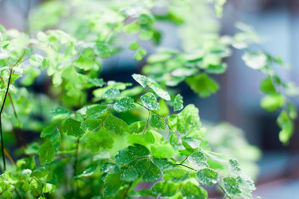 霧霾天氣，你家里養(yǎng)吸毒植物了嗎？