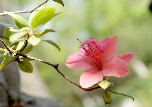 杜鵑花有毒，但可以入藥