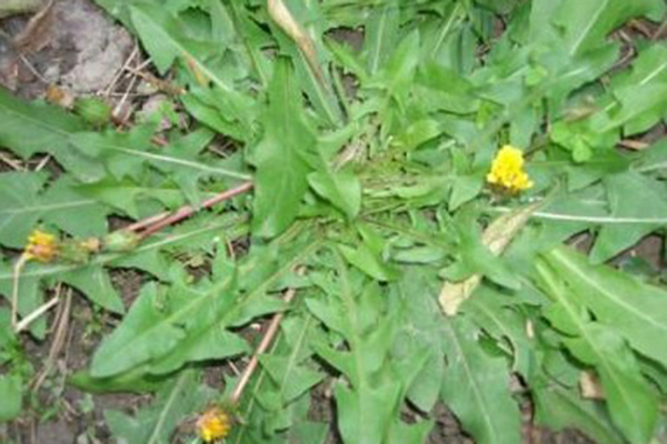 天冷就吃這種“野菜”，種子撒一把，30天長成一盆