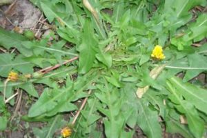 天冷就吃這種“野菜”，種子撒一把，30天長(zhǎng)成一盆