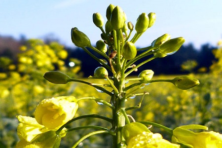 油菜結(jié)籽