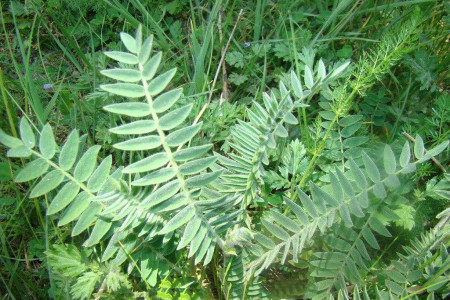 蕨類植物