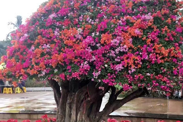 這種“花”，開花200天，還特好養(yǎng)，北方也能養(yǎng)活