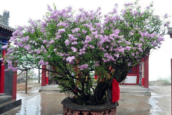 養(yǎng)花就用“它們”，抓一把扔土里，開出100朵花骨朵