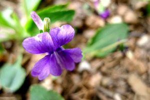 這種“花”，遇見之后別睬它，在醫(yī)生那里，它可是寶貝