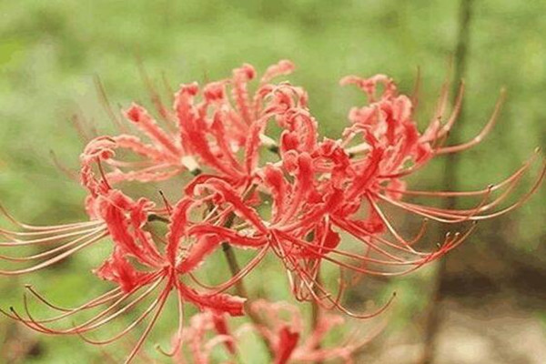 這花有花無葉，有葉無花，被稱作“死亡之花”！