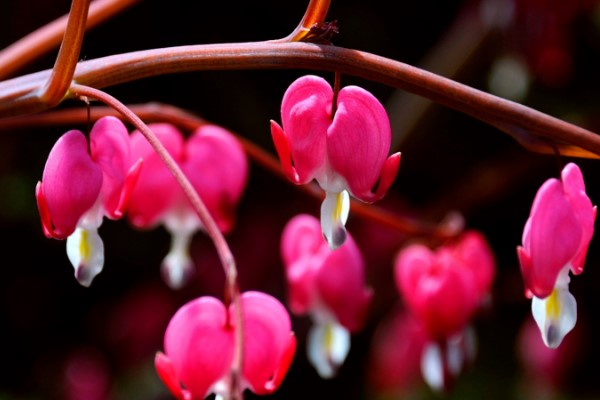 秋冬季節(jié)馬上來，家里養(yǎng)幾盆“凍不死”花卉，再冷也能賞花！