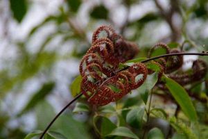 別看這種植物“丑”，市場上都搶不著，營養(yǎng)比燕窩還高！