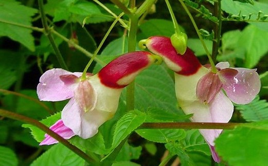 鸚鵡嘴鳳仙花