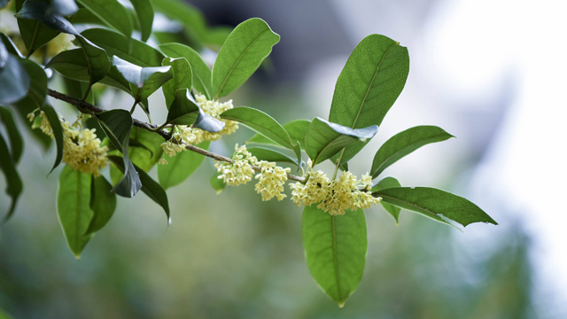 桂花和九里香的區(qū)別