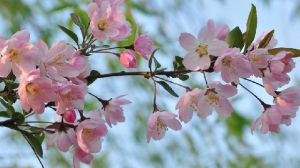 垂絲海棠和櫻花的區(qū)別