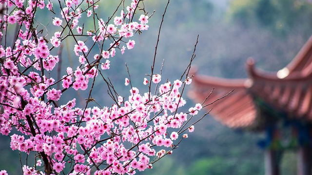 桃花和梅花的區(qū)別