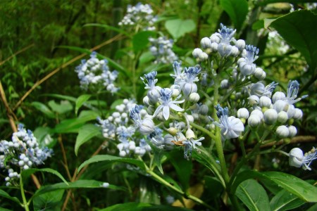 常山花