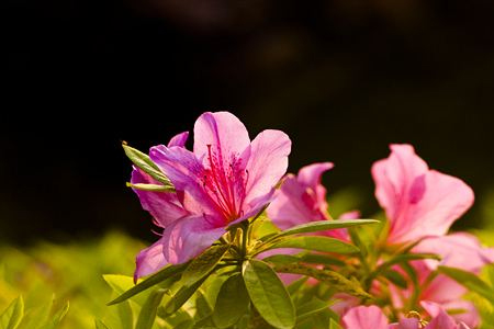 四季杜鵑花