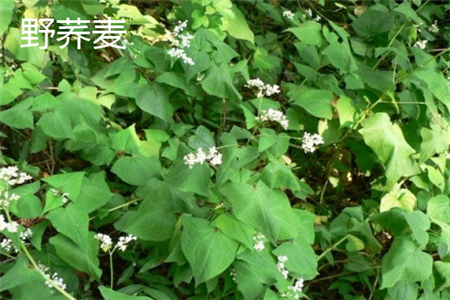 野蕎麥花