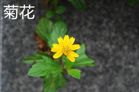 菊花，葉.jpg