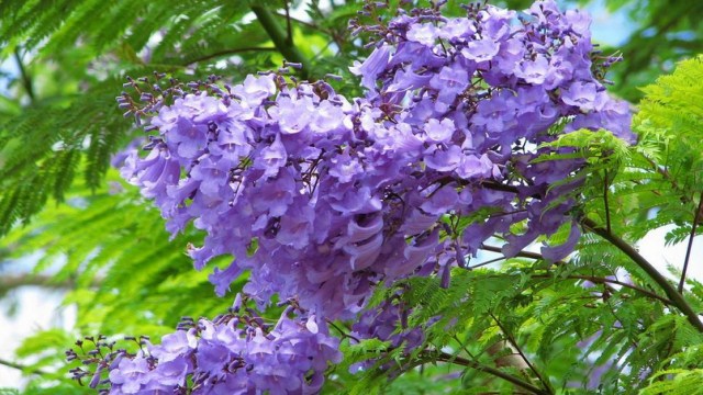 藍(lán)花楹與鳳凰木區(qū)別