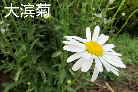 大濱菊植株.jpg